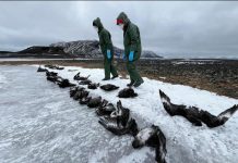 Grippe Aviaire en Antarctique Touche Oiseaux Marins Grippe Aviaire en Antarctique Touche Oiseaux Marins