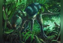 Ce Petit Dinosaure Avait une Mâchoire Vraiment Étrange Ce Petit Dinosaure Avait une Mâchoire Vraiment Étrange