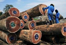 Opérations ICCN Contre L’Exploitation Illégale au Virunga Opérations ICCN Contre L’Exploitation Illégale au Virunga