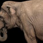 Le Secret de la Dextérité des Éléphants: Moustaches Le Secret de la Dextérité des Éléphants: Moustaches