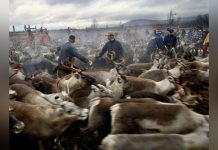 Les Samis, un Peuple en Sursis? Les Samis, un Peuple en Sursis?
