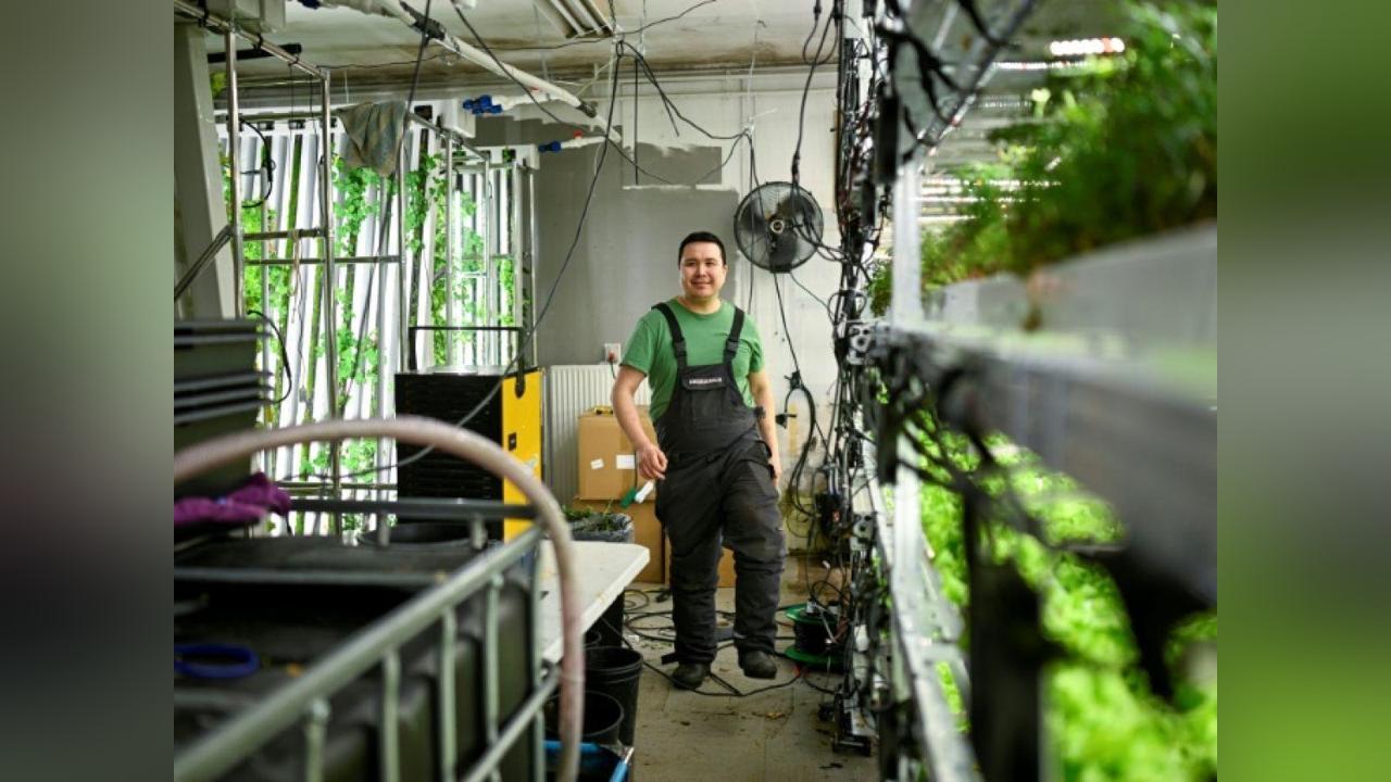 Pari Fou D'Un Entrepreneur pour Cultiver Salades Groenland Pari Fou D'Un Entrepreneur pour Cultiver Salades Groenland