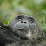 Consommation D’Alcool chez les Chimpanzés Confirmée Consommation D’Alcool chez les Chimpanzés Confirmée