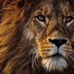 ADN de Lion Utilisé pour Condamner Braconniers ADN de Lion Utilisé pour Condamner Braconniers