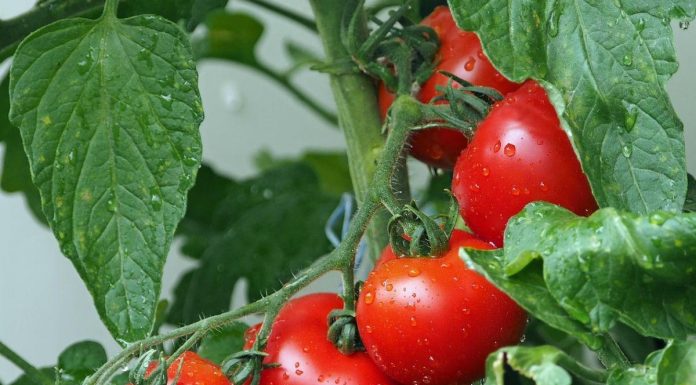 Tomates Infectées Préviennent Voisines du Virus Tomates Infectées Préviennent Voisines du Virus