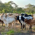 Interdiction de la Transhumance avec Autorisation Préalable Interdiction de la Transhumance avec Autorisation Préalable