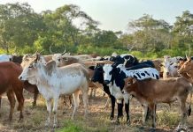 Interdiction de la Transhumance avec Autorisation Préalable Interdiction de la Transhumance avec Autorisation Préalable