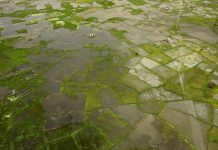 Afrique: Pertes de 10-20 Milliards $ Dues à El Niño Afrique: Pertes de 10-20 Milliards $ Dues à El Niño