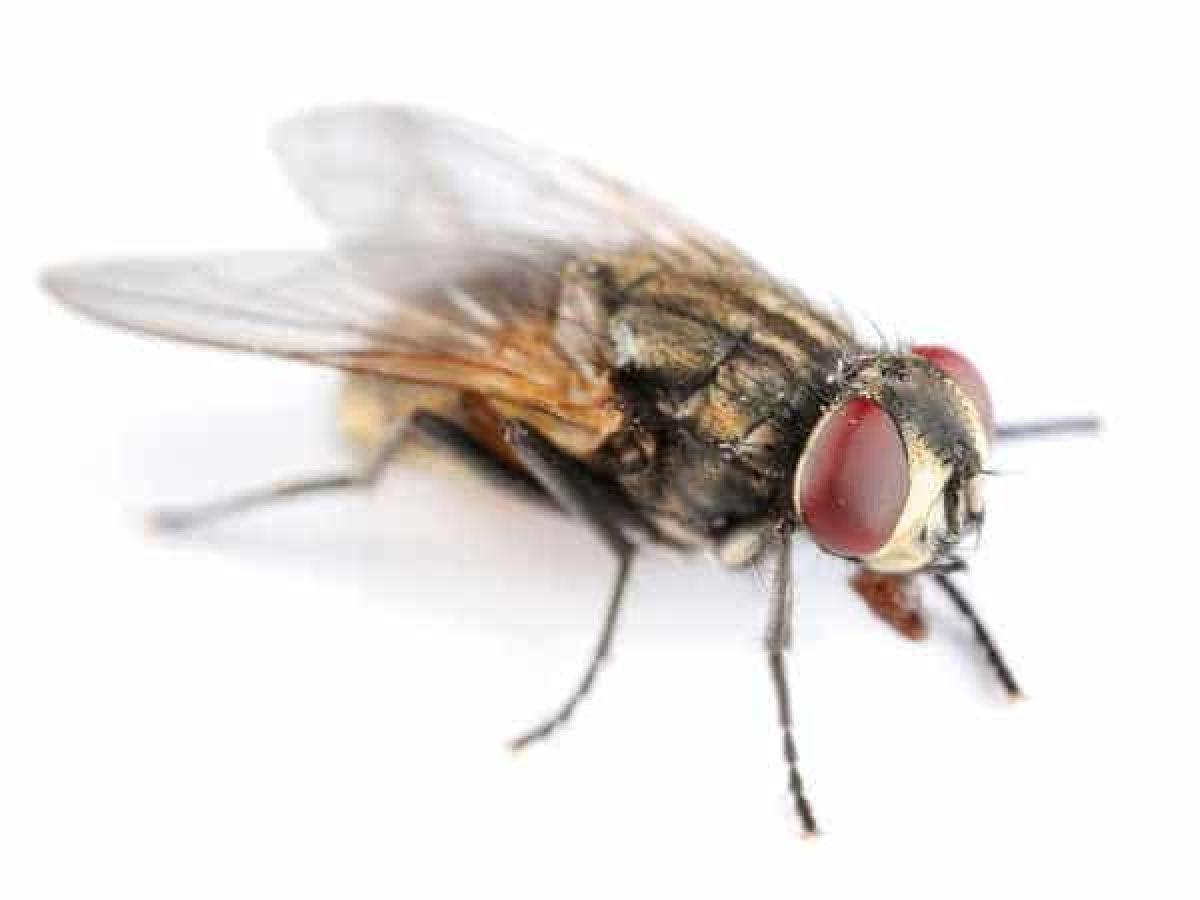 Bon à savoir : dites adieux aux mouches avec ces 02 ingrédients Bon à savoir : dites adieux aux mouches avec ces 02 ingrédients