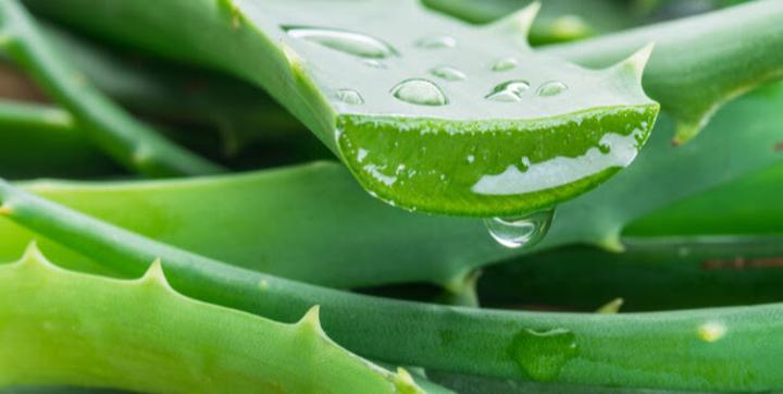 Aloe vera, une pharmacie miniature incontestable de toutes les plantes Aloe vera, une pharmacie miniature incontestable de toutes les plantes