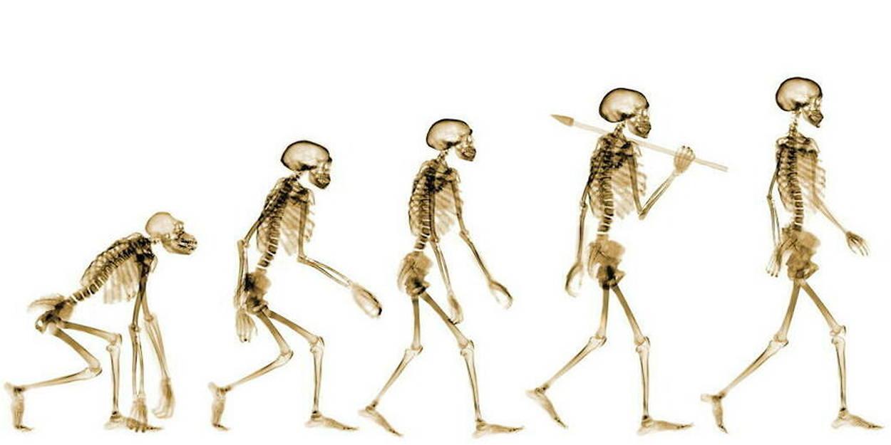 Il y a 7 millions d’années, l’humanité se tenait déjà sur ses deux pieds Il y a 7 millions d’années, l’humanité se tenait déjà sur ses deux pieds