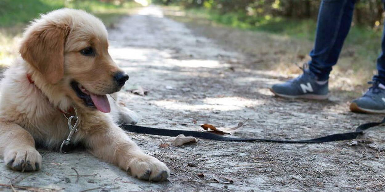 Les chiens pleurent lorsqu'ils retrouvent leur maître, selon une étude Les chiens pleurent lorsqu'ils retrouvent leur maître, selon une étude