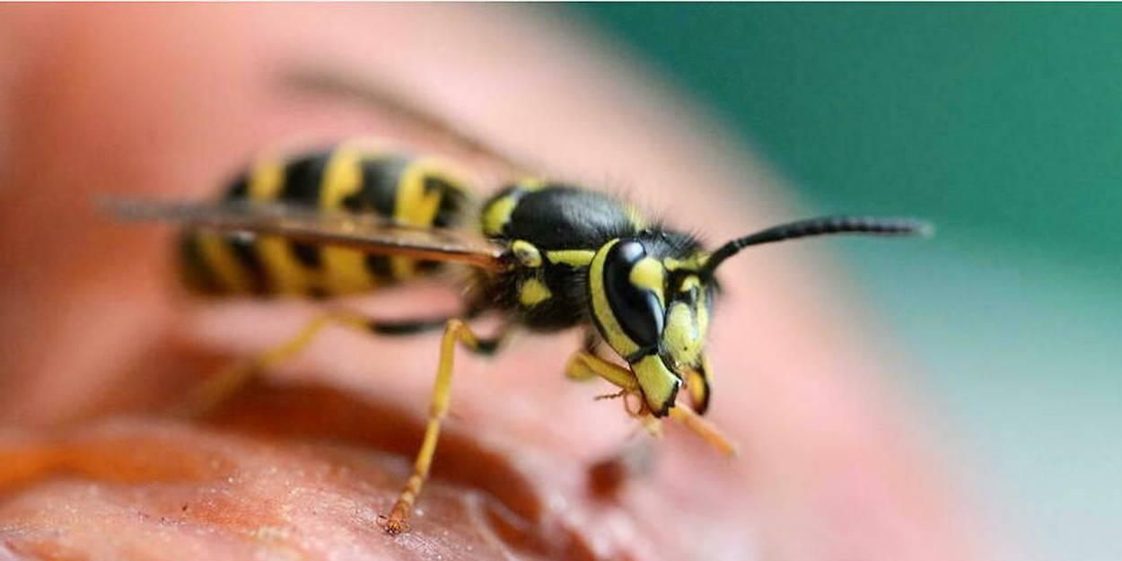 Découvrez l’échelle de douleur des piqûres d’insectes Découvrez l’échelle de douleur des piqûres d’insectes