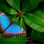 Charles Henry Turner, entomologiste et pionnier de la cognition des insectes Charles Henry Turner, entomologiste et pionnier de la cognition des insectes