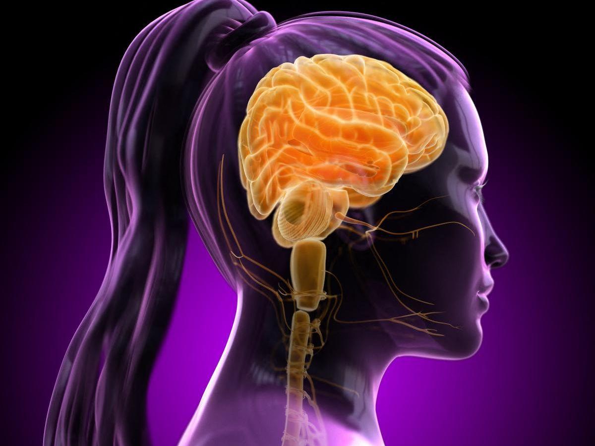 De l'intestin au cerveau : la voie neuronale à l'origine des vomissements identifiée lors d'une intoxication alimentaire