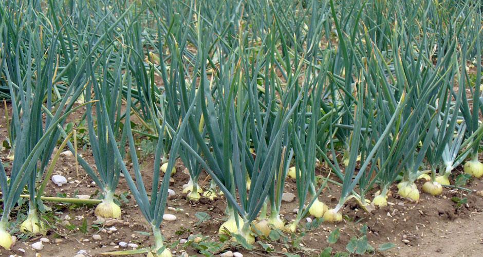 Agriculture: le Padec appuie la culture de l'oignon dans le district de Mvouti Agriculture: le Padec appuie la culture de l'oignon dans le district de Mvouti