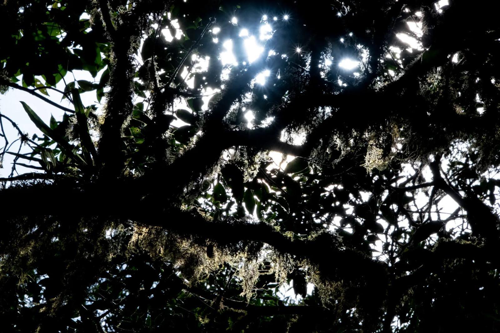 Costa Rica: La «forêt des nuages» disparaît peu à peu sous un soleil éclatant Costa Rica: La «forêt des nuages» disparaît peu à peu sous un soleil éclatant