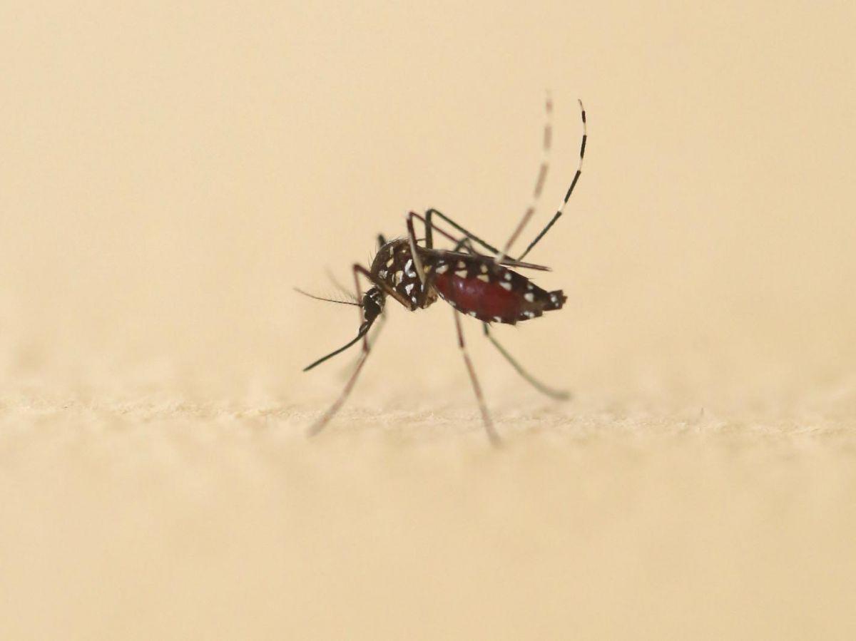 Le moustique tigre est capable de transmettre deux virus de plus à l'humain Le moustique tigre est capable de transmettre deux virus de plus à l'humain