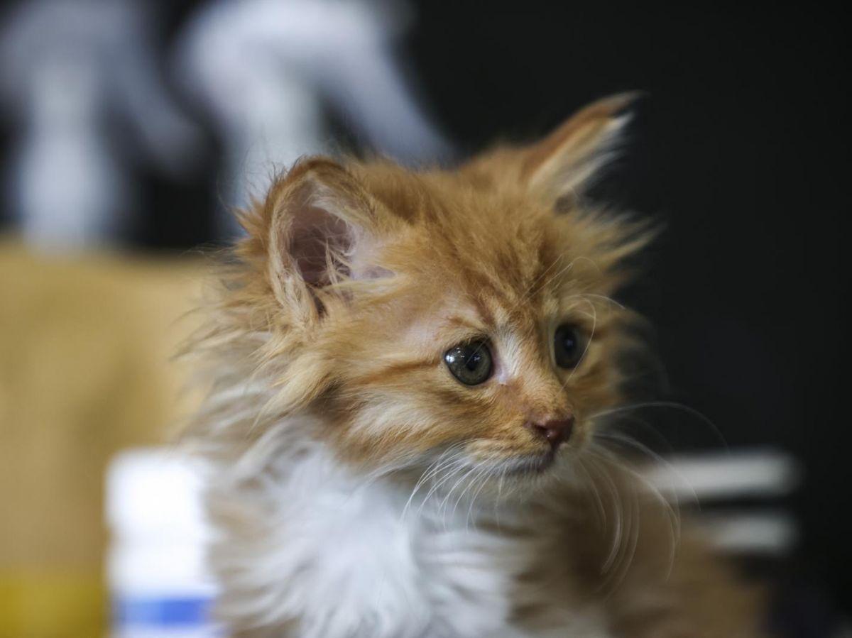 La stérilisation des chats révolutionnée par la thérapie génique La stérilisation des chats révolutionnée par la thérapie génique