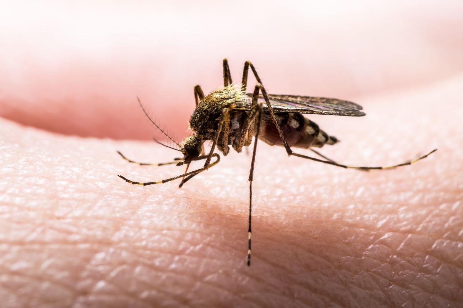 Maladies infectieuses : contre les piqûres de moustiques, enfin la solution ? Maladies infectieuses : contre les piqûres de moustiques, enfin la solution ?