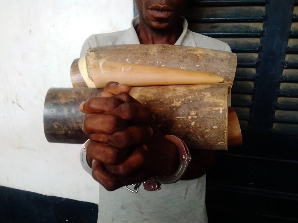 Faune : un Congolais interpellé pour trafic illicite d'une pointe d'ivoire à Owando