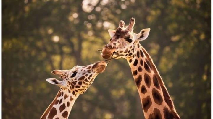 Les girafes : 5 menaces qui pourraient conduire à leur extinction Les girafes : 5 menaces qui pourraient conduire à leur extinction