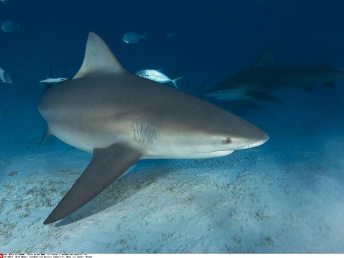 Naissance vierge : chaque année, ces femelles requins font des bébés seules Naissance vierge : chaque année, ces femelles requins font des bébés seules