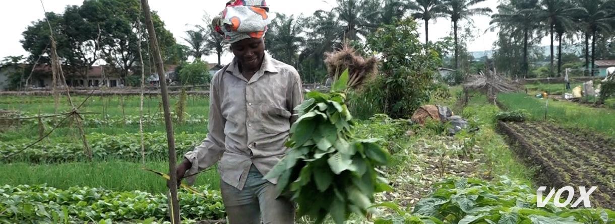 les femmes maraichères s’emploient à exploiter la terre au site d’agri-congo les femmes maraichères s’emploient à exploiter la terre au site d’agri-congo