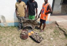 Trois Trafiquants de Faune Condamnés à Impfondo Trois Trafiquants de Faune Condamnés à Impfondo