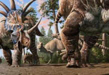 Comportement Social Inattendu Des Dinosaures Comportement Social Inattendu Des Dinosaures