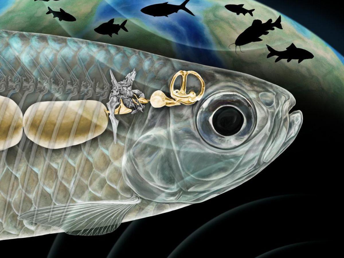 Différences d'Audition entre Poissons d'Eau Douce et de Mer Différences d'Audition entre Poissons d'Eau Douce et de Mer