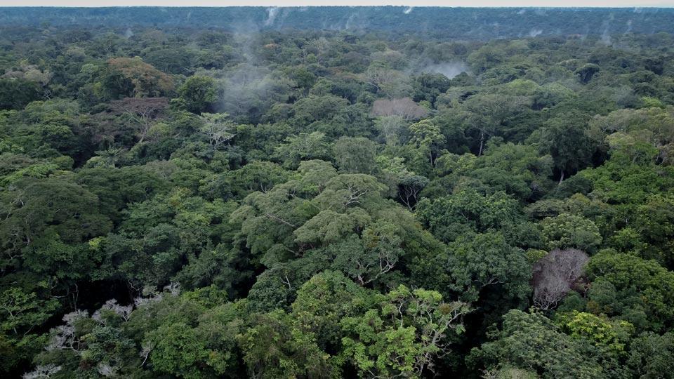 Forêts du Bassin du Congo Évaluées à 23 200 Milliards Forêts du Bassin du Congo Évaluées à 23 200 Milliards