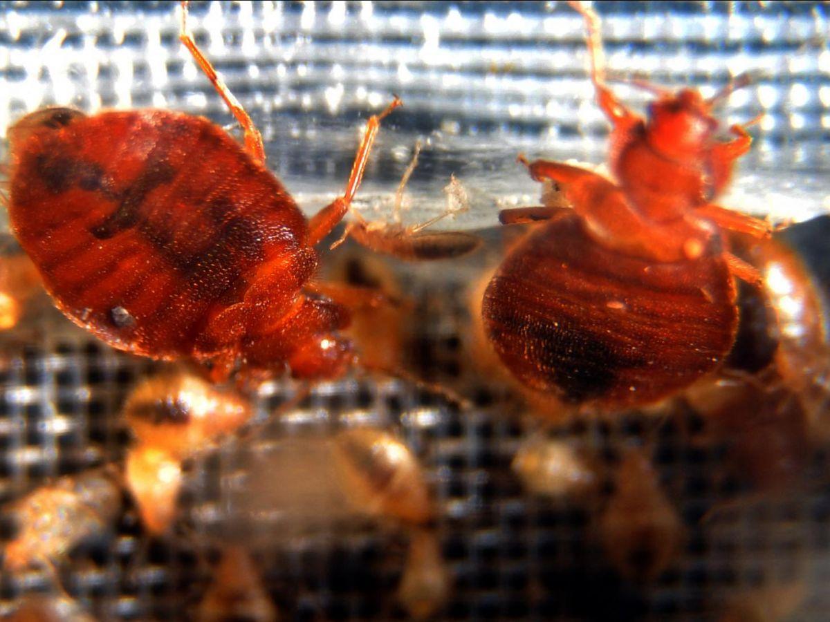 Efficacité de la Terre de Sommières contre les punaises de lit Efficacité de la Terre de Sommières contre les punaises de lit