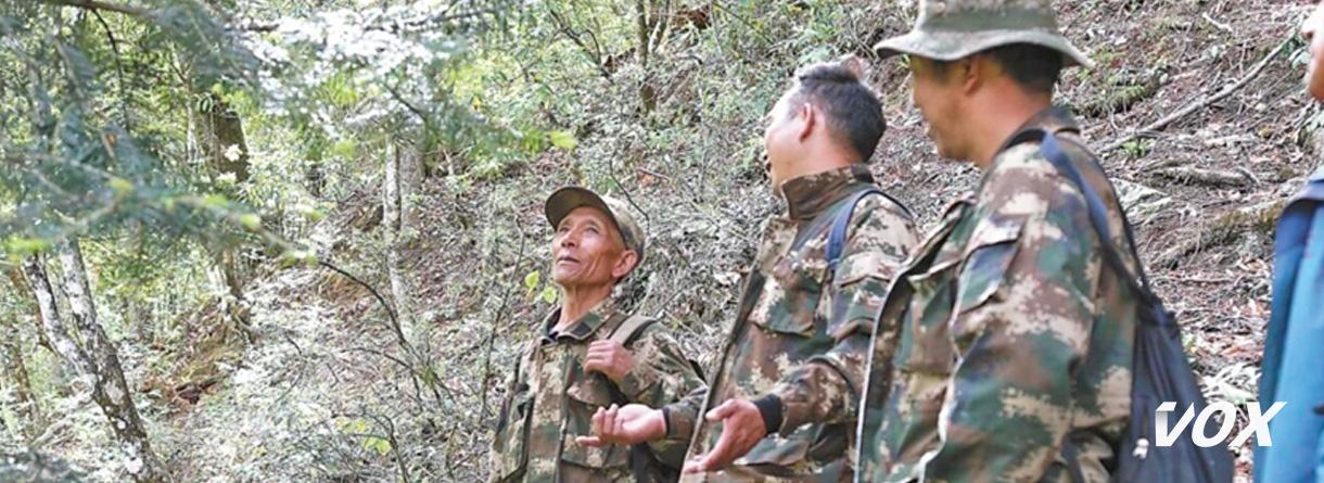 Protection des Singes à Longue Fourrure Dorée du Yunnan Protection des Singes à Longue Fourrure Dorée du Yunnan