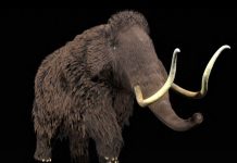 Dent De Mammouth Révèle Ses Secrets Après Un Siècle Dent De Mammouth Révèle Ses Secrets Après Un Siècle