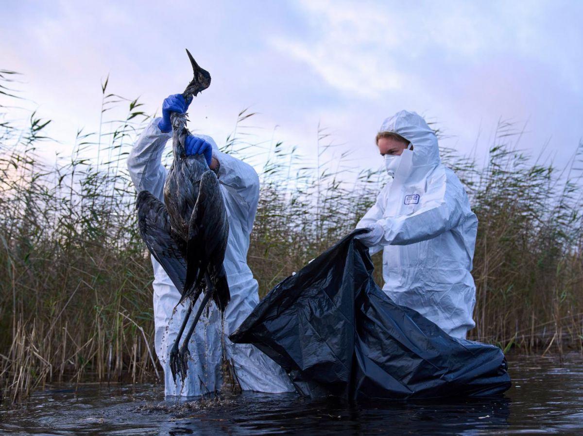 Grippe Aviaire: une Situation Grippe Aviaire: une Situation