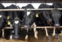 Norvège Suspend L’Usage D’Un Additif Anti-Méthane Norvège Suspend L'Usage D'Un Additif Anti-Méthane