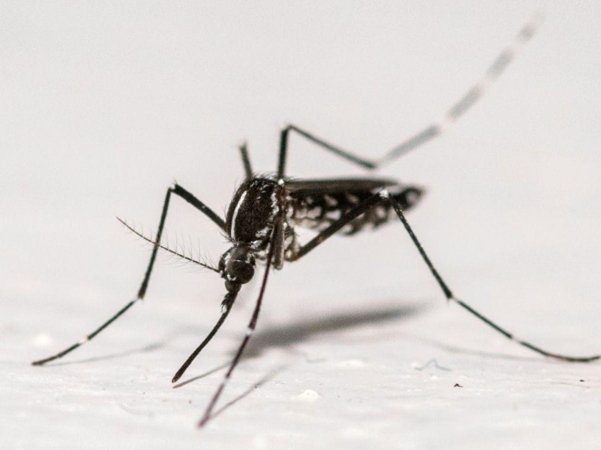 L'épidémie de chikungunya s'achève en métropole L'épidémie de chikungunya s'achève en métropole