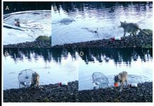 Loup Étonne Scientifiques En Remontant Un Piège À Crabes Loup Étonne Scientifiques En Remontant Un Piège À Crabes