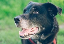 Espérance de Vie des Chiens Selon Leur Race Espérance de Vie des Chiens Selon Leur Race