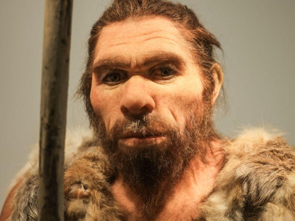 Nez De Néandertal Plus Adapté Au Froid Que Sapiens Nez De Néandertal Plus Adapté Au Froid Que Sapiens