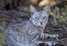 Ancêtre Du Chat Domestique A Traversé La Méditerranée Ancêtre Du Chat Domestique A Traversé La Méditerranée