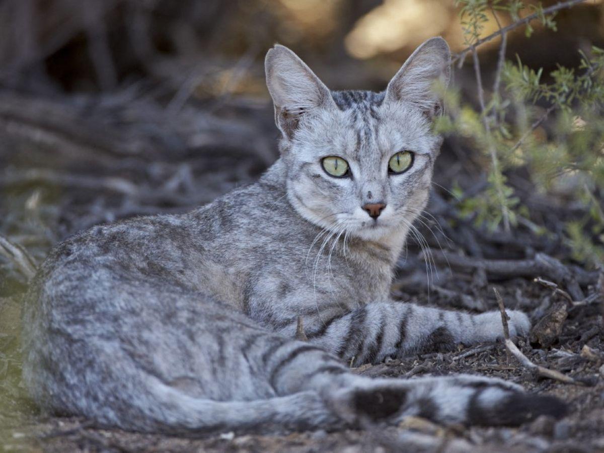 Ancêtre Du Chat Domestique A Traversé La Méditerranée Ancêtre Du Chat Domestique A Traversé La Méditerranée