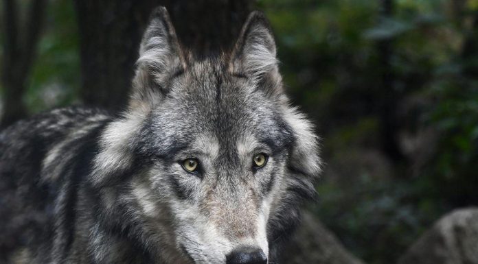 État Annonce Stabilité du Nombre de Loups en France État Annonce Stabilité du Nombre de Loups en France
