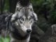 État Annonce Stabilité du Nombre de Loups en France État Annonce Stabilité du Nombre de Loups en France