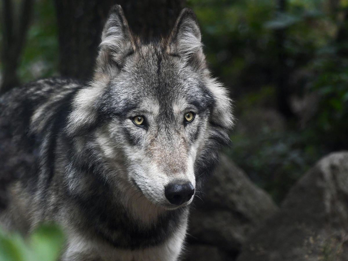 État Annonce Stabilité du Nombre de Loups en France État Annonce Stabilité du Nombre de Loups en France