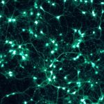 Rôle de la Dopamine Dans l’Apprentissage et le Plaisir Rôle de la Dopamine Dans l'Apprentissage et le Plaisir