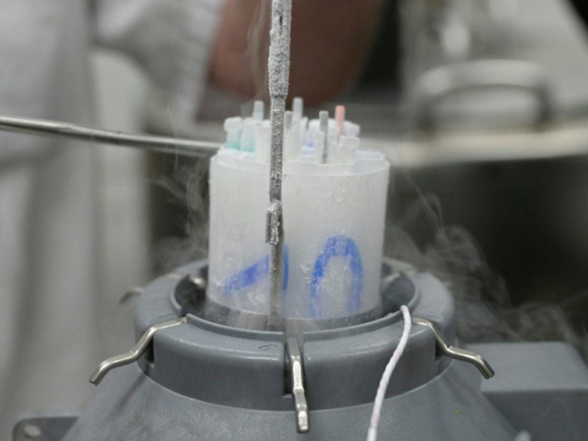 Enfants Conçus Avec Donneur Danois Risque Cancer Enfants Conçus Avec Donneur Danois Risque Cancer