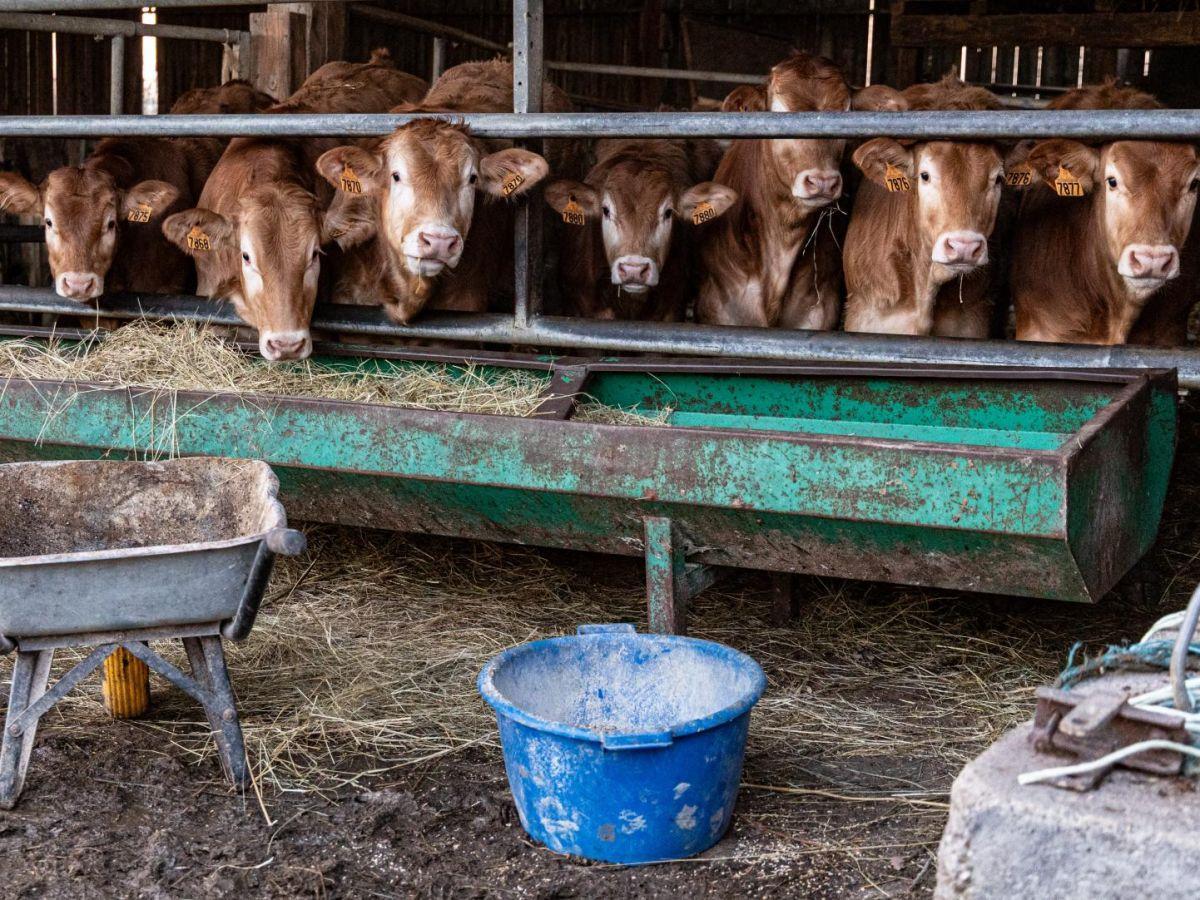 Dermatose Nodulaire Contagieuse: Inquiétude des Éleveurs Dermatose Nodulaire Contagieuse: Inquiétude des Éleveurs