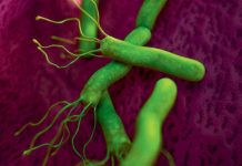 Ulcères De L’Estomac Et Helicobacter Pylori Ulcères De L'Estomac Et Helicobacter Pylori